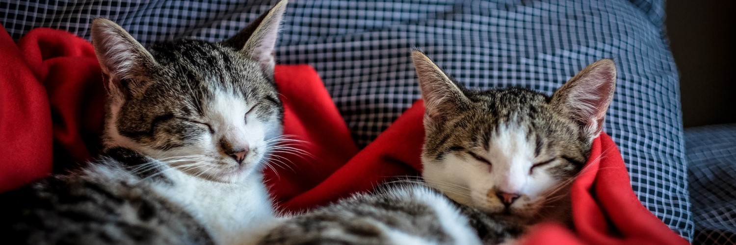 Photo of two cute cats sleeping on red blanket