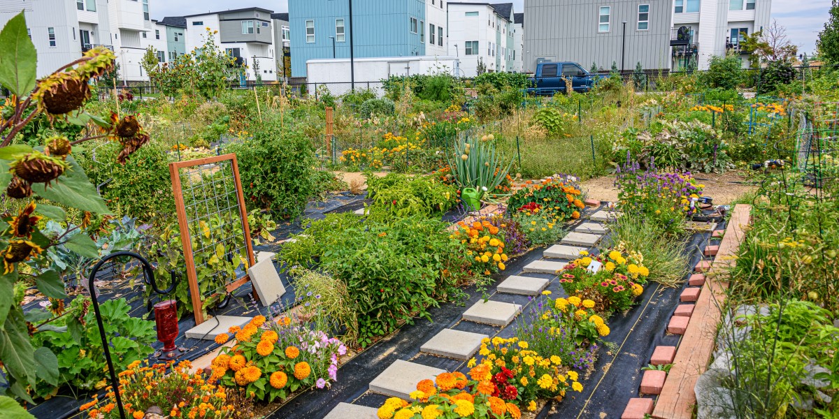 Photo of houses and a community garden