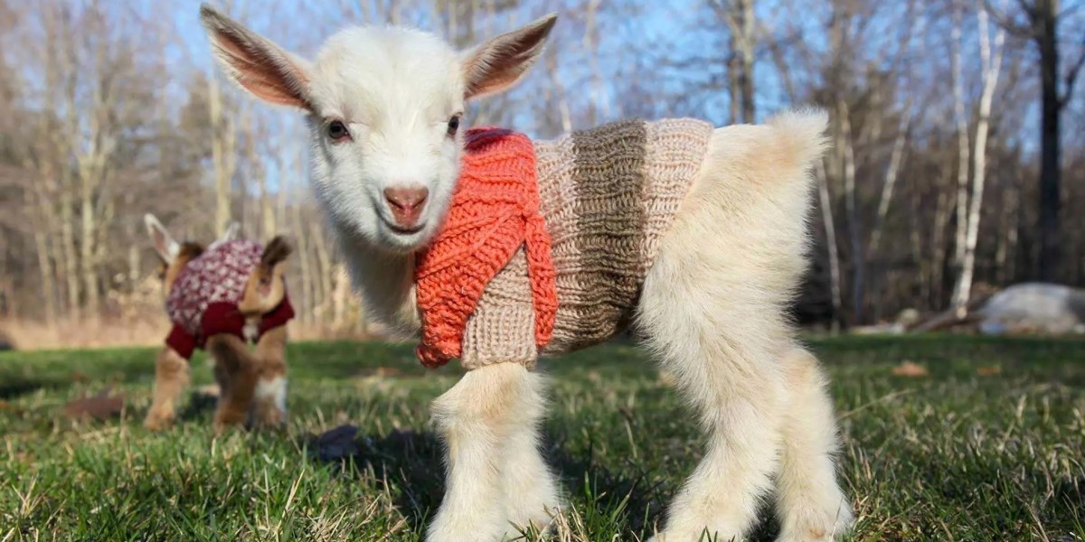 Photo of cute baby goats