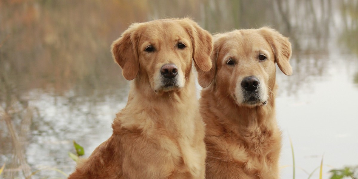 Two sitting dogs