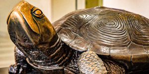 Image of UMD Mascot - Testudo